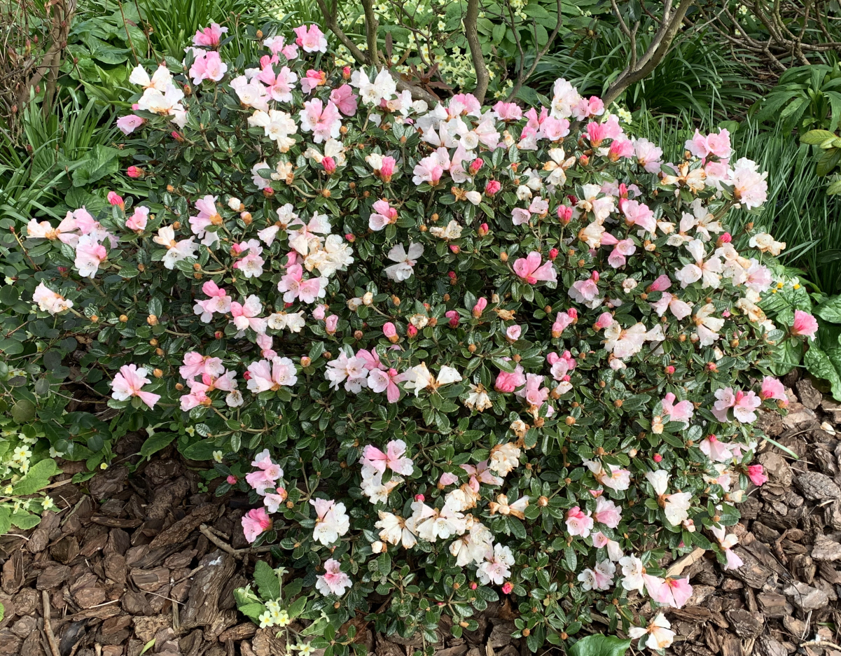 R. tsariense 'Yum Yum' AM